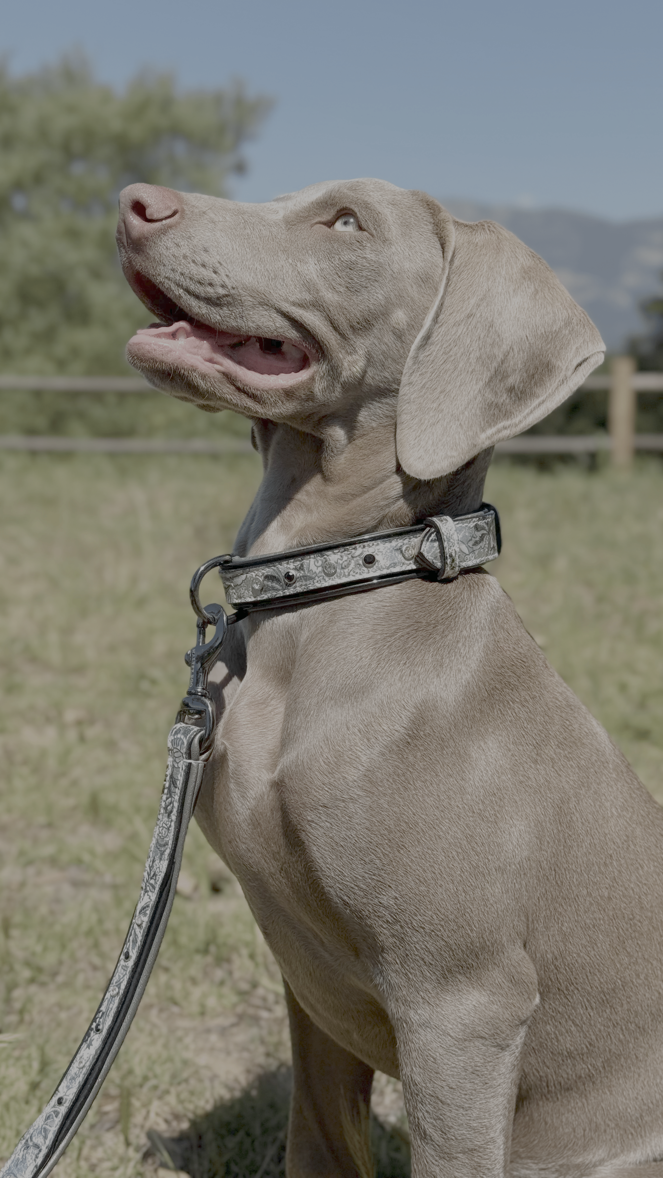 Halter Ego Venetian Leather Dog Leash - Equiluxe Tack