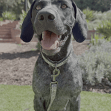 Halter Ego Venetian Leather Dog Leash - Equiluxe Tack