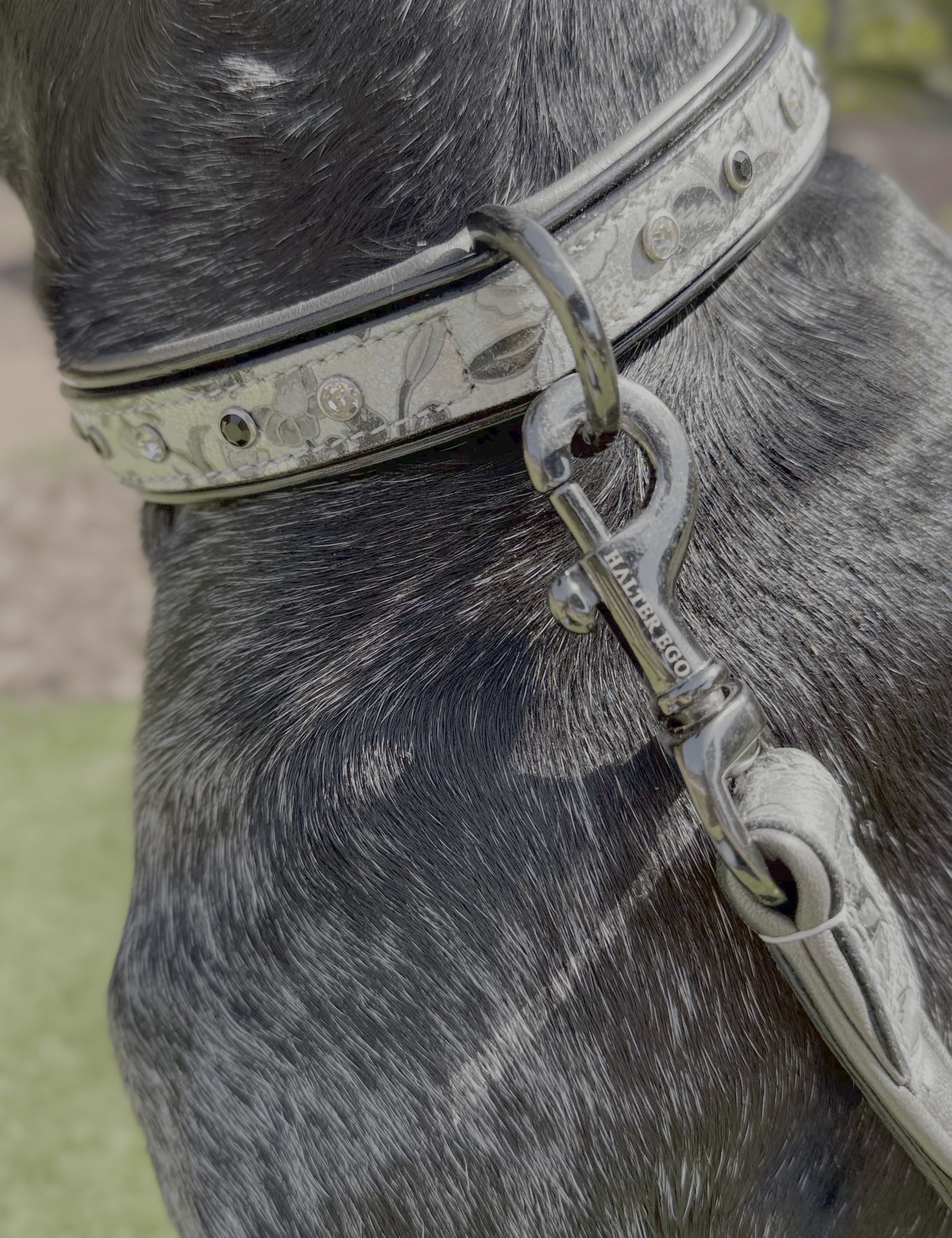 Halter Ego Venetian Leather Dog Leash - Equiluxe Tack