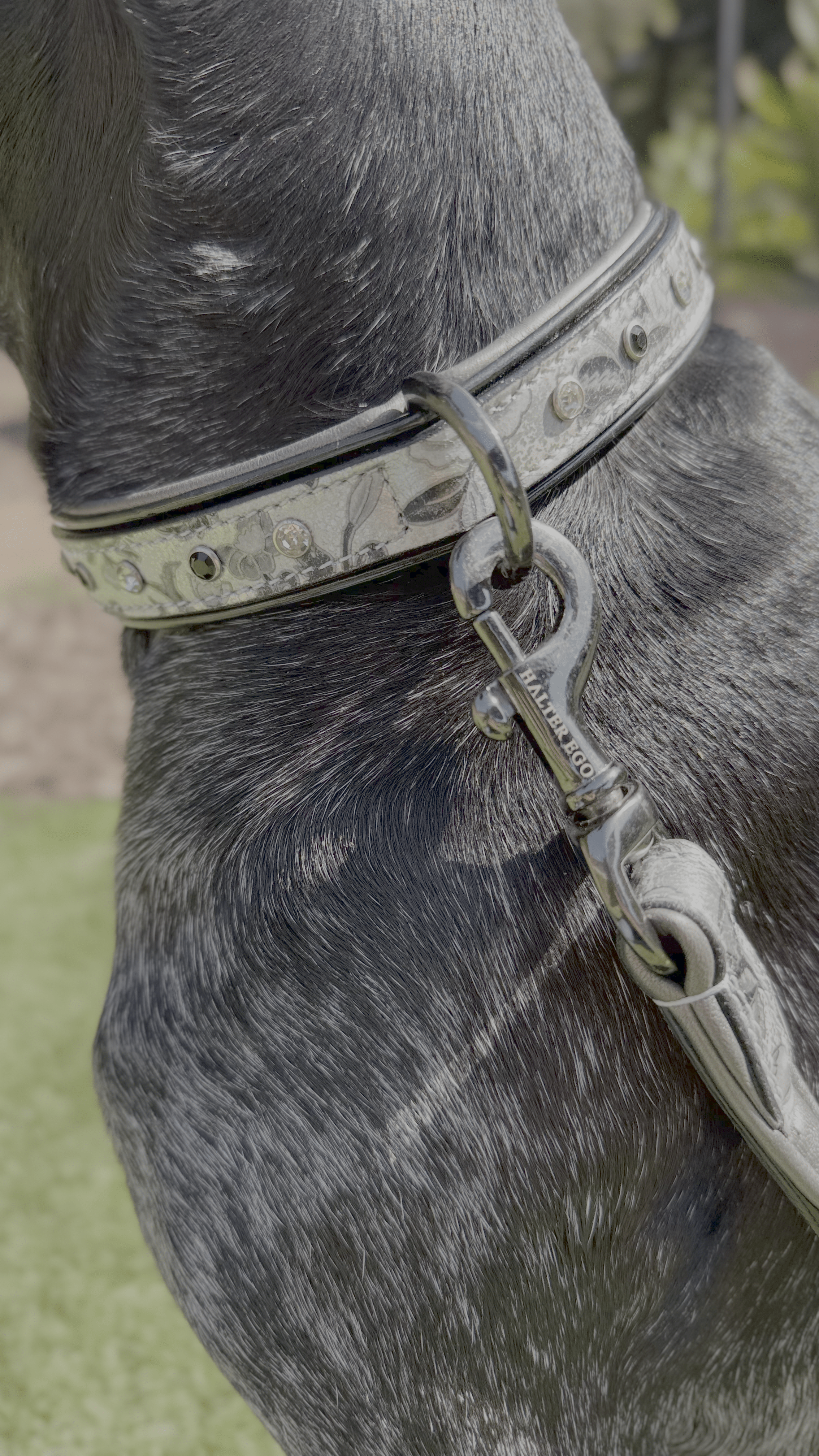 Halter Ego Venetian Leather Dog Leash - Equiluxe Tack