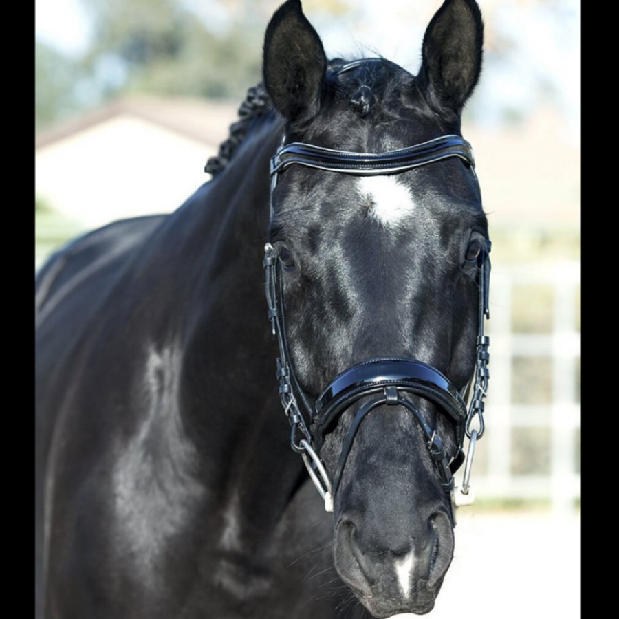 Halter Ego Vento Black Patent Snaffle Bridle - Halter Ego® - Equiluxe Tack