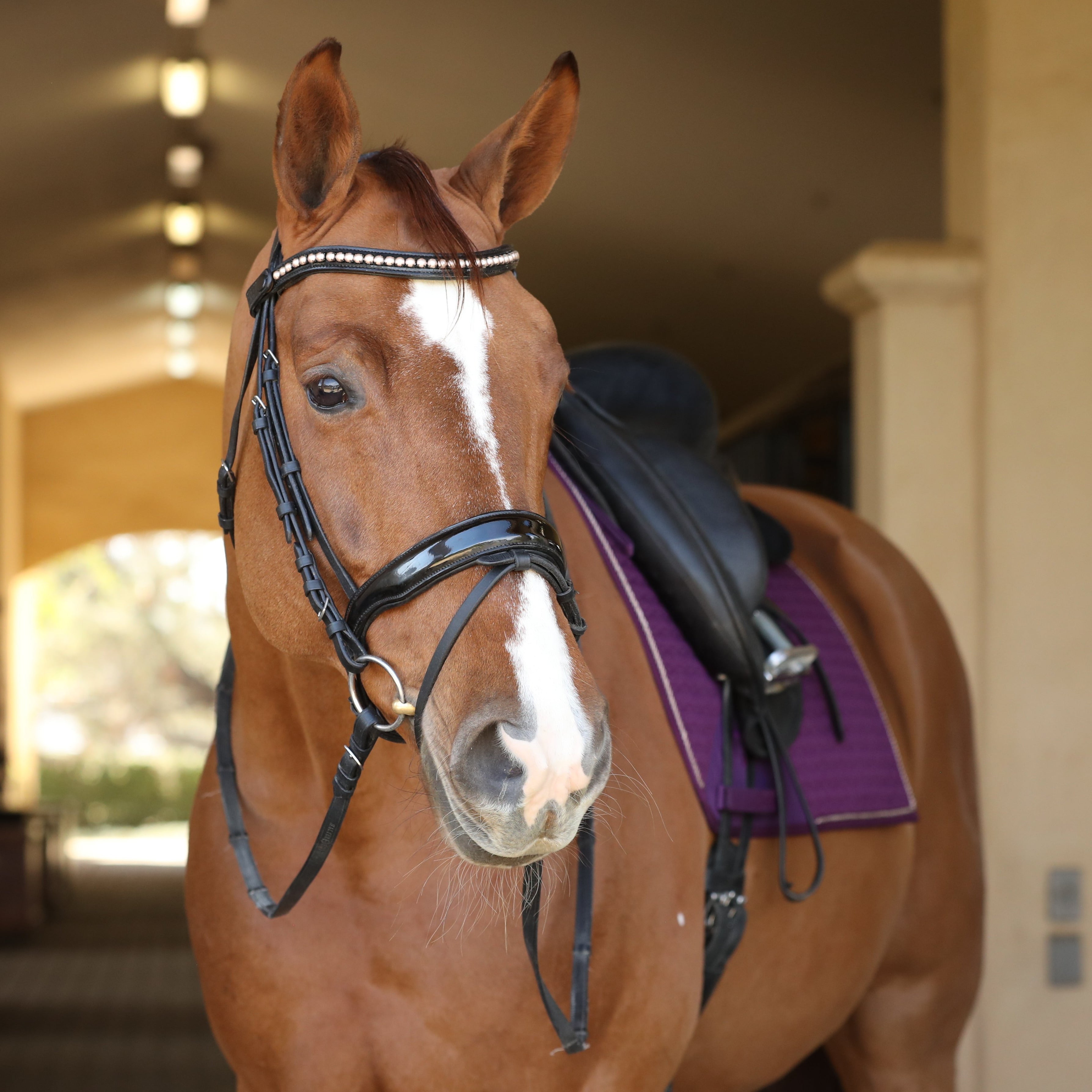 Halter Ego Vento Black Patent Snaffle Bridle - Halter Ego® - Equiluxe Tack