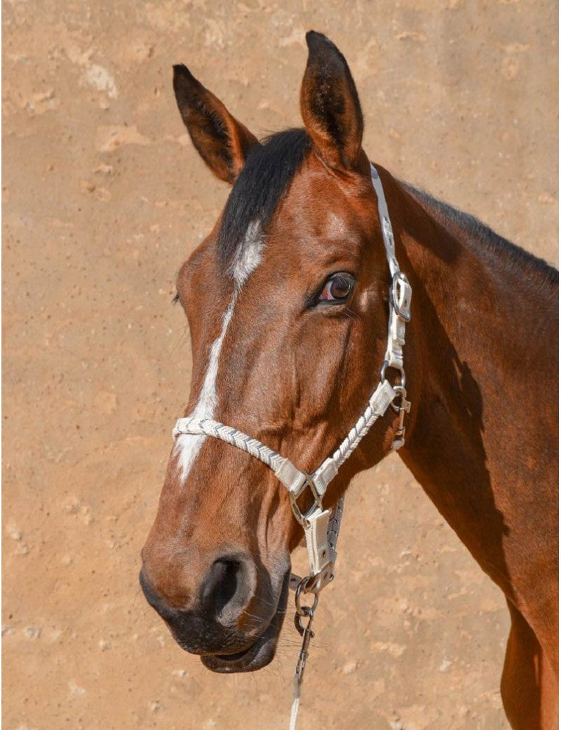 Harcour Hacker Halter & Lead Rope - Harcour USA - Equiluxe Tack