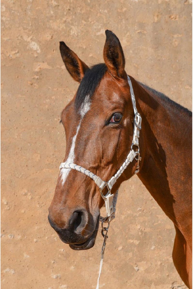 Harcour Hacker Halter & Lead Rope - Harcour USA - Equiluxe Tack