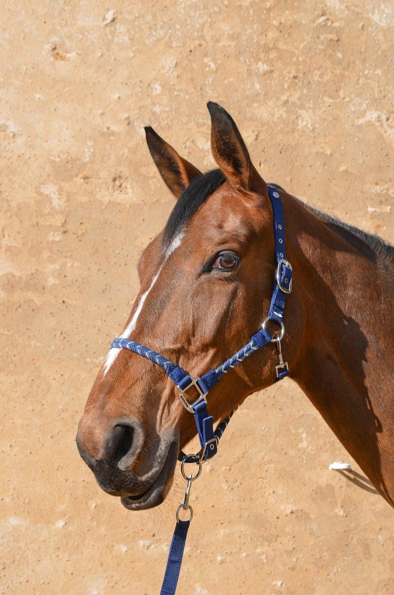 Harcour Hacker Halter & Lead Rope - Harcour USA - Equiluxe Tack