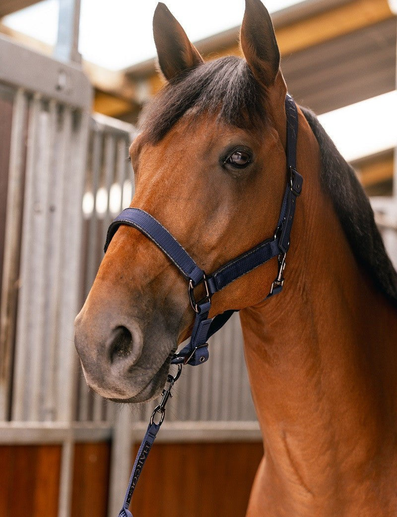 Harcour Hansey Horse Halter with Lead Rope - Harcour USA - Equiluxe Tack