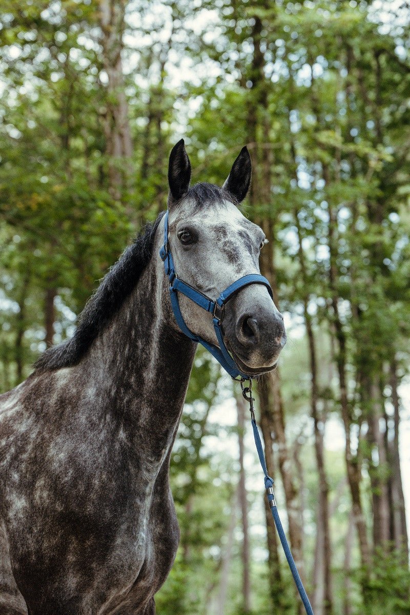Harcour Hansey Horse Halter with Lead Rope - Harcour USA - Equiluxe Tack