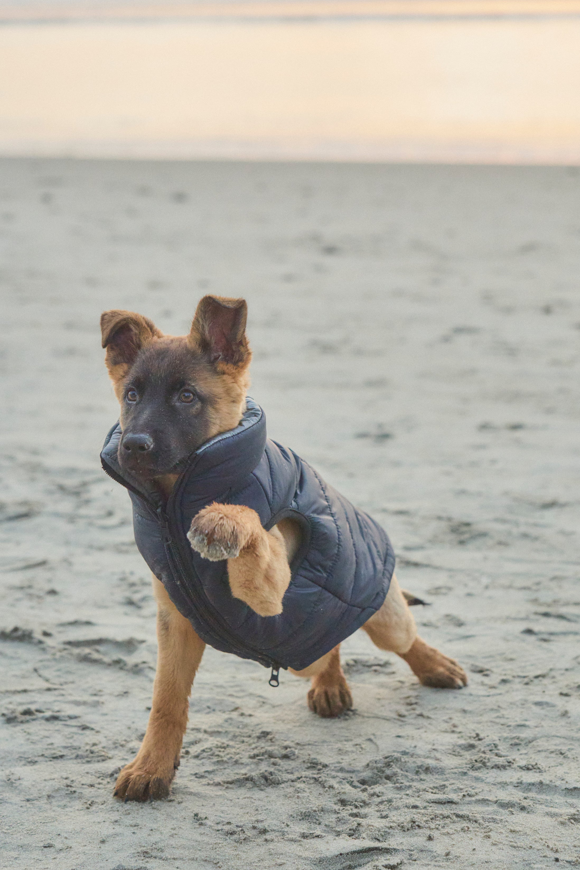 Harcour Janari Reversible Dog Puffer Coats - Harcour USA - Equiluxe Tack
