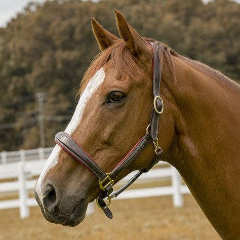 Henri De Rivel 360 - Degree Padded Cahill Halter - Henri de Rivel - Equiluxe Tack