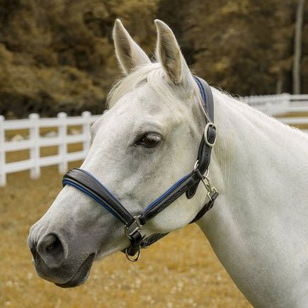 Henri De Rivel 360 - Degree Padded Cahill Halter - Henri de Rivel - Equiluxe Tack