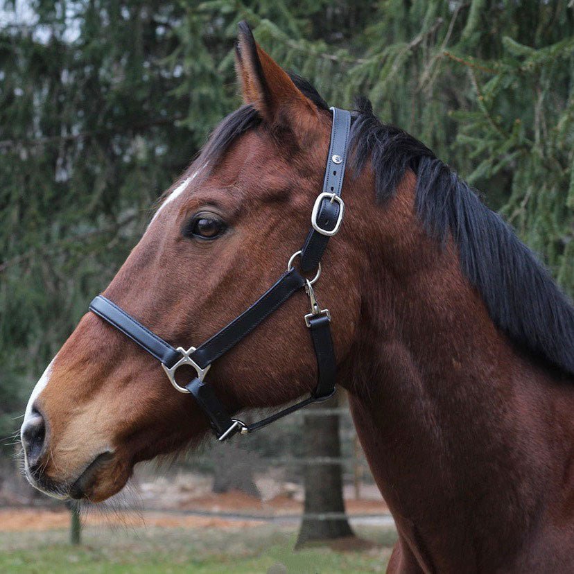 Henri de Rivel Everyday Halter - Henri de Rivel - Equiluxe Tack