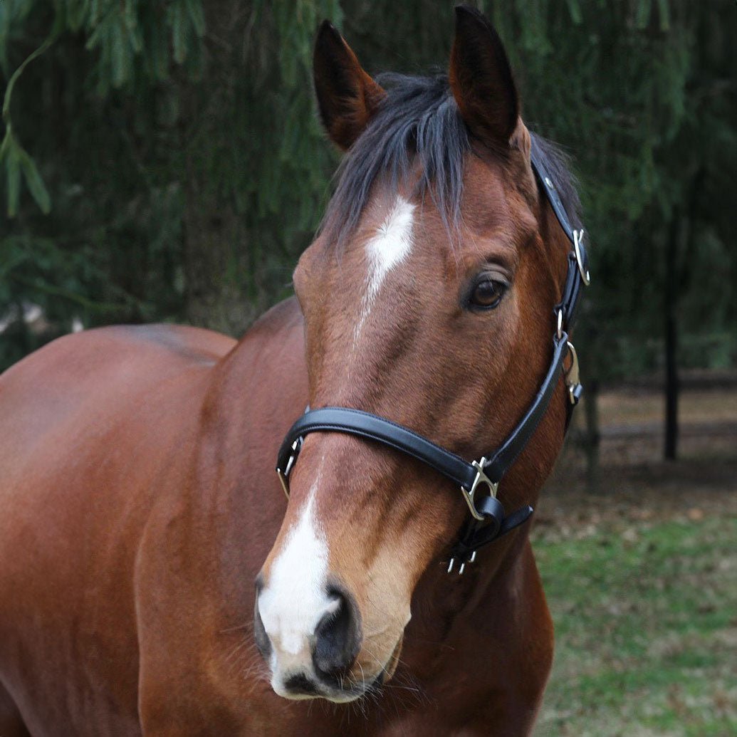 Henri de Rivel Everyday Halter - Henri de Rivel - Equiluxe Tack