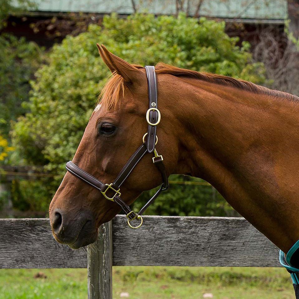 Henri de Rivel Kushy Plain Raised Halter W/ Flat Cheek Pieces - Henri de Rivel - Equiluxe Tack