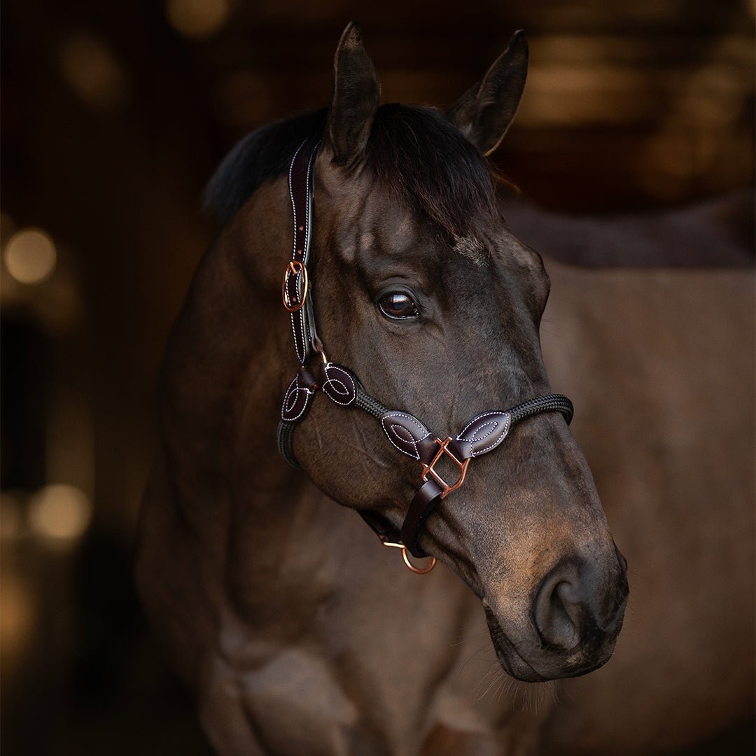 Henri de Rivel Leather Rope Halter - Henri de Rivel - Equiluxe Tack