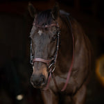Henri de Rivel Pro Anatomical Bridle - Henri de Rivel - Equiluxe Tack