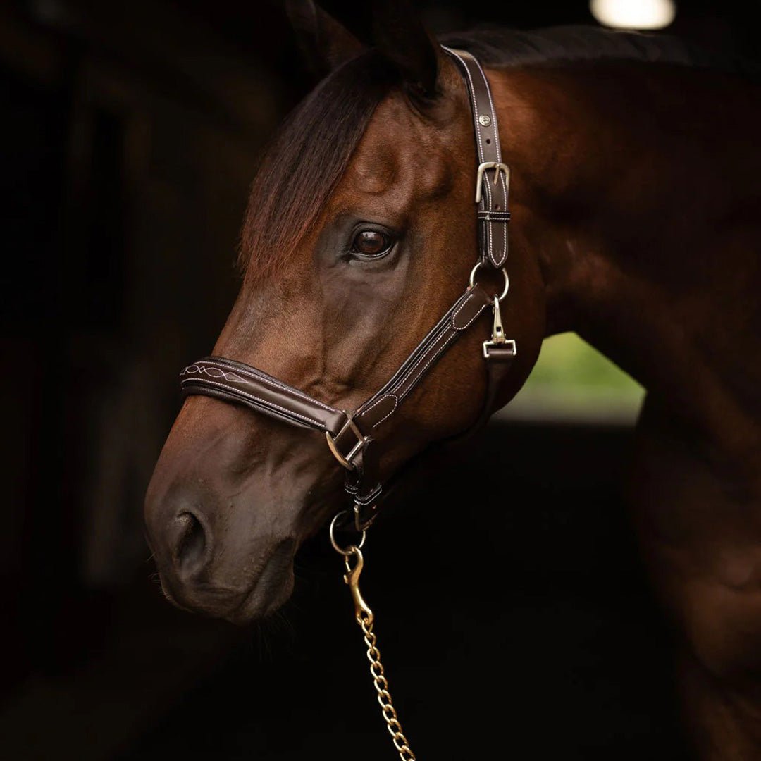 Henri de Rivel Pro Collection Leather Lead with 24" Solid Brass Chain - Henri de Rivel - Equiluxe Tack