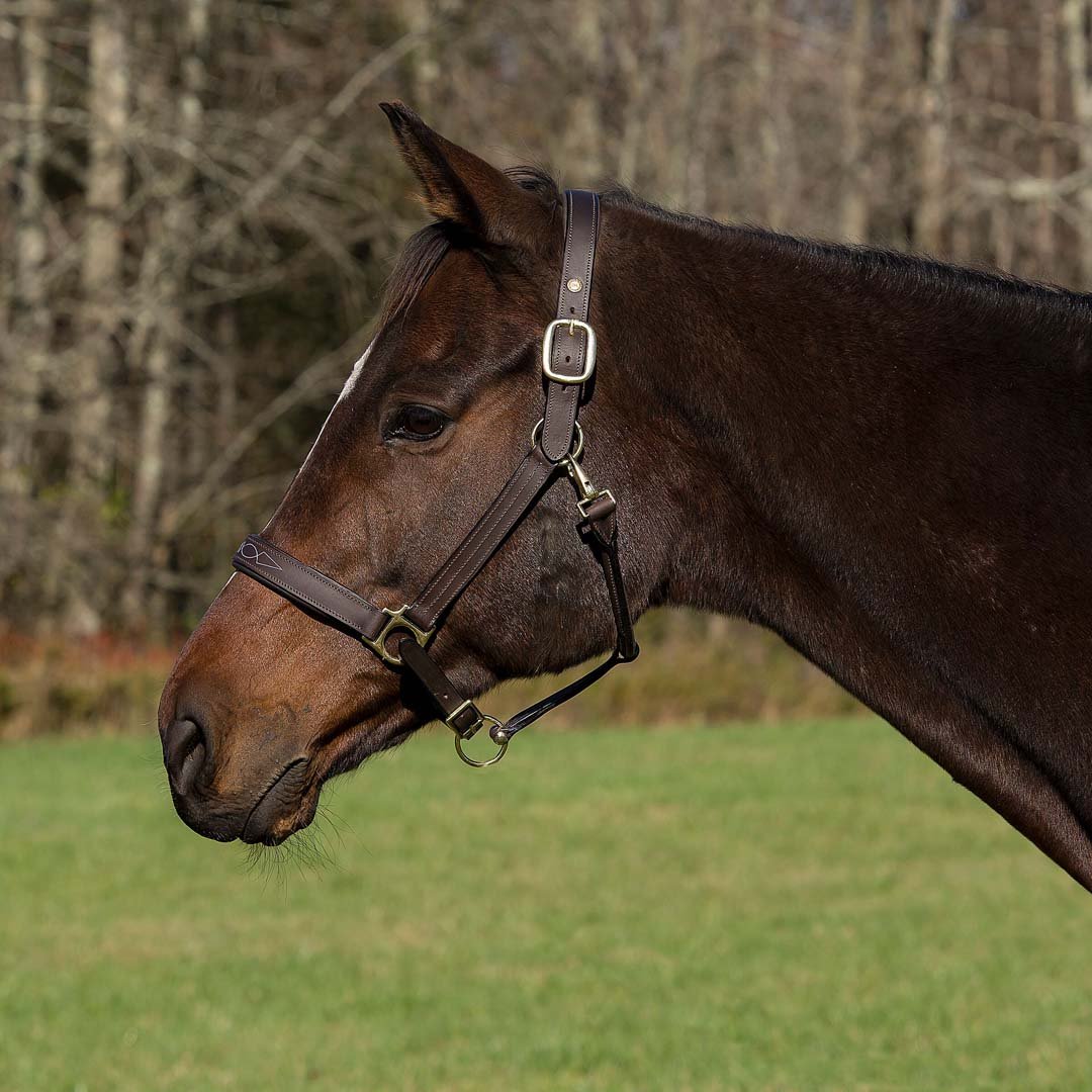 Henri de Rivel Pro Fancy Padded Rolled Throat Triple Stitched Halter - Henri de Rivel - Equiluxe Tack