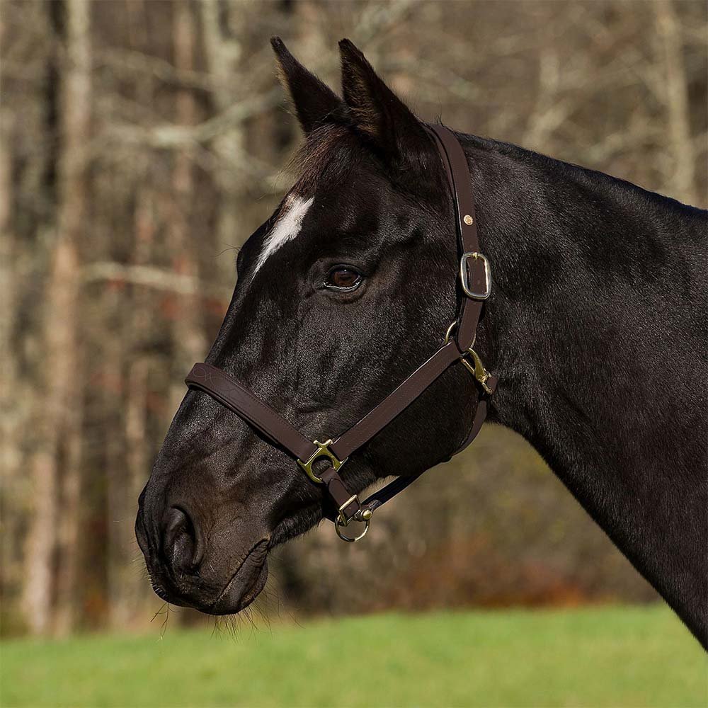 Henri de Rivel Pro Fancy Padded Rolled Throat Triple Stitched Halter - Henri de Rivel - Equiluxe Tack