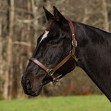 Henri de Rivel Pro Fancy Padded Rolled Throat Triple Stitched Halter - Henri de Rivel - Equiluxe Tack
