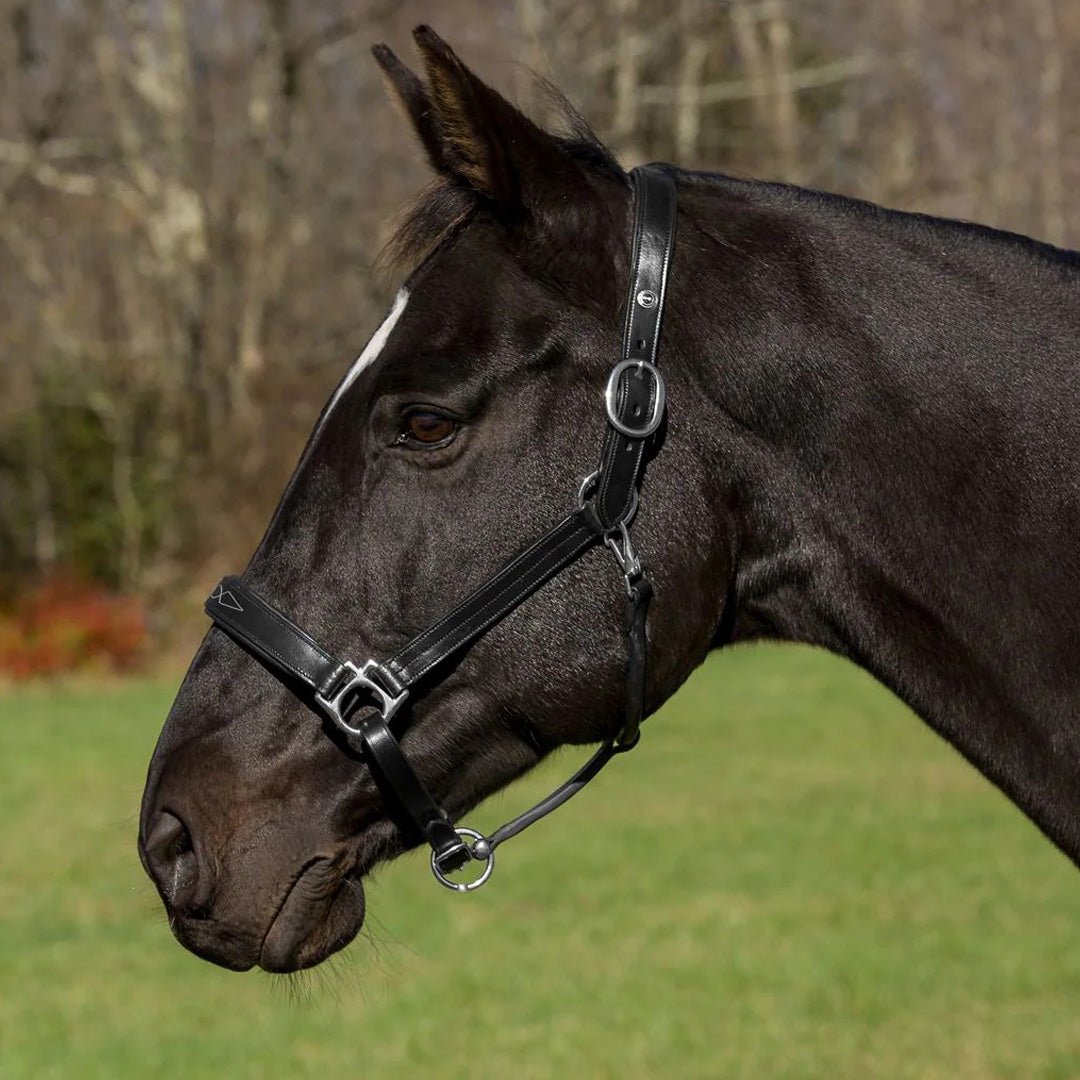 Henri de Rivel Pro Fancy Padded Rolled Throat Triple Stitched Halter - Henri de Rivel - Equiluxe Tack