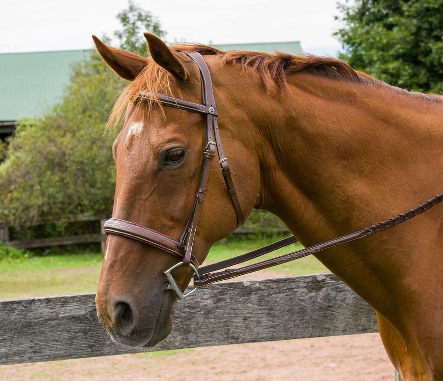 Henri de Rivel Pro Mono Crown Bridle with Padded Wide Noseband with Laced Reins - Henri de Rivel - Equiluxe Tack