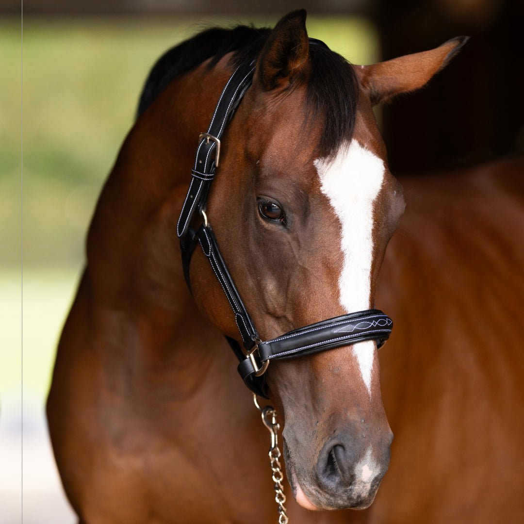 Henri de Rivel Stress Free Halter With Fancy Contrast Stitching - Henri de Rivel - Equiluxe Tack