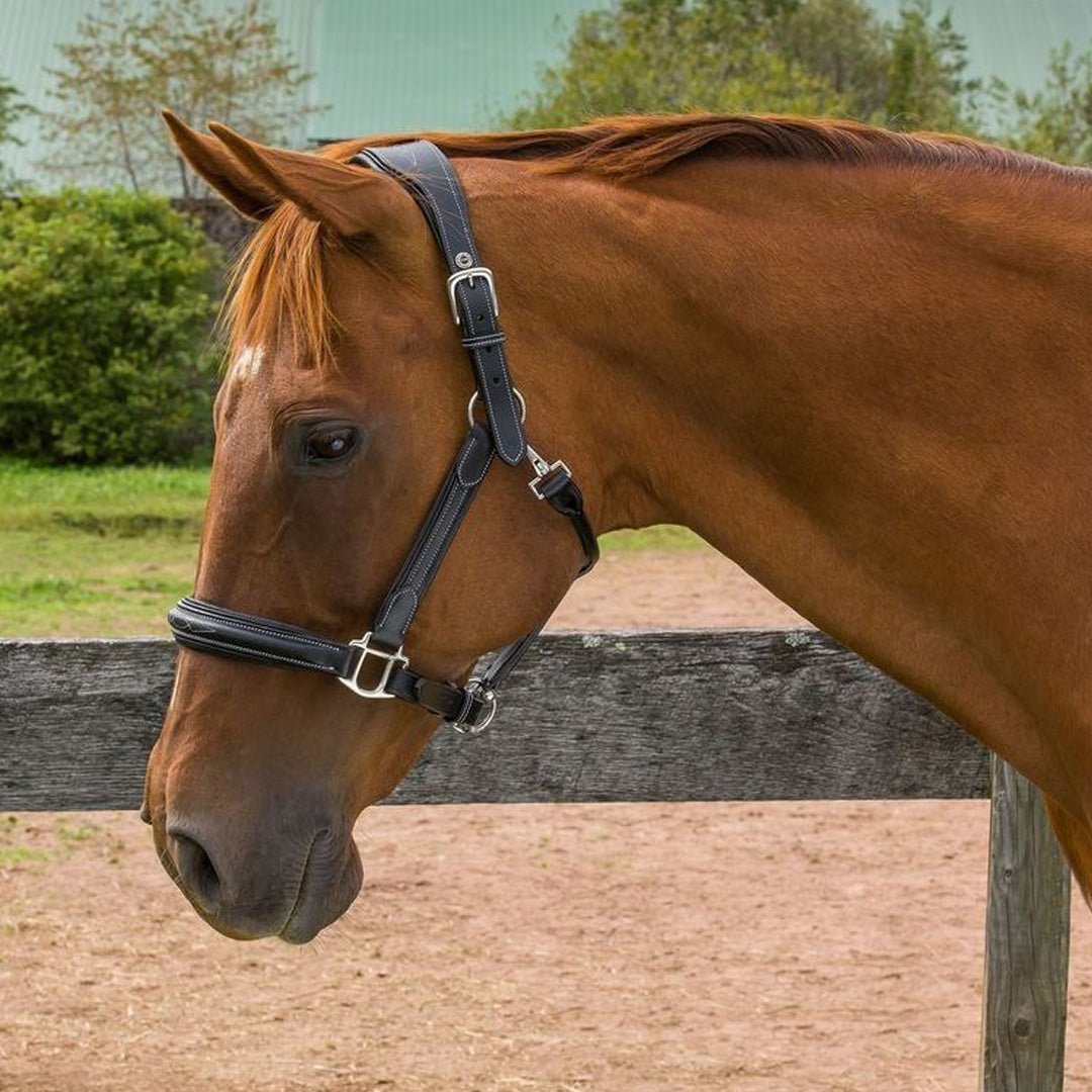 Henri de Rivel Stress Free Halter With Fancy Contrast Stitching - Henri de Rivel - Equiluxe Tack