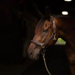 Henri de Rivel Stress Free Halter With Fancy Contrast Stitching - Henri de Rivel - Equiluxe Tack