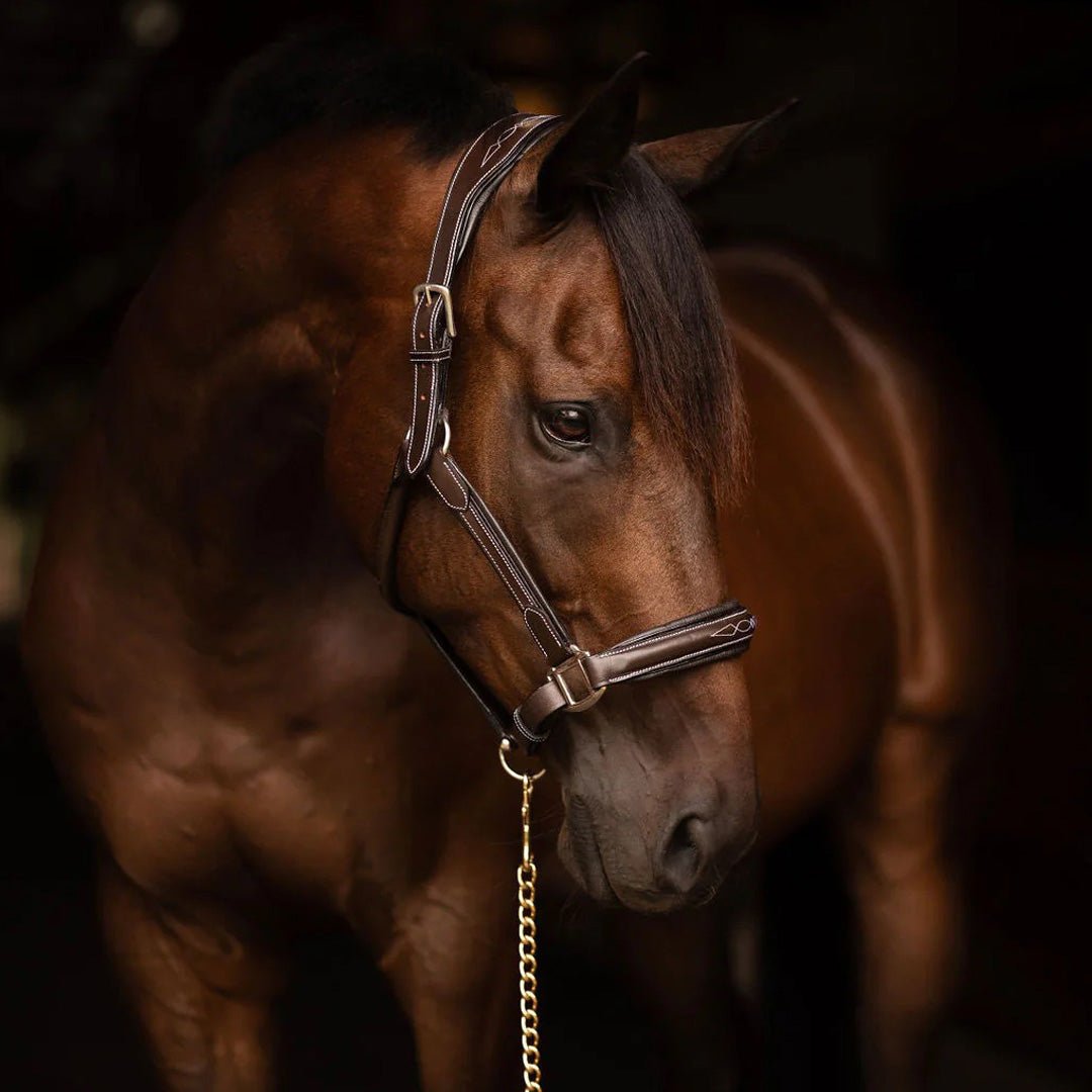 Henri de Rivel Stress Free Halter With Fancy Contrast Stitching - Henri de Rivel - Equiluxe Tack