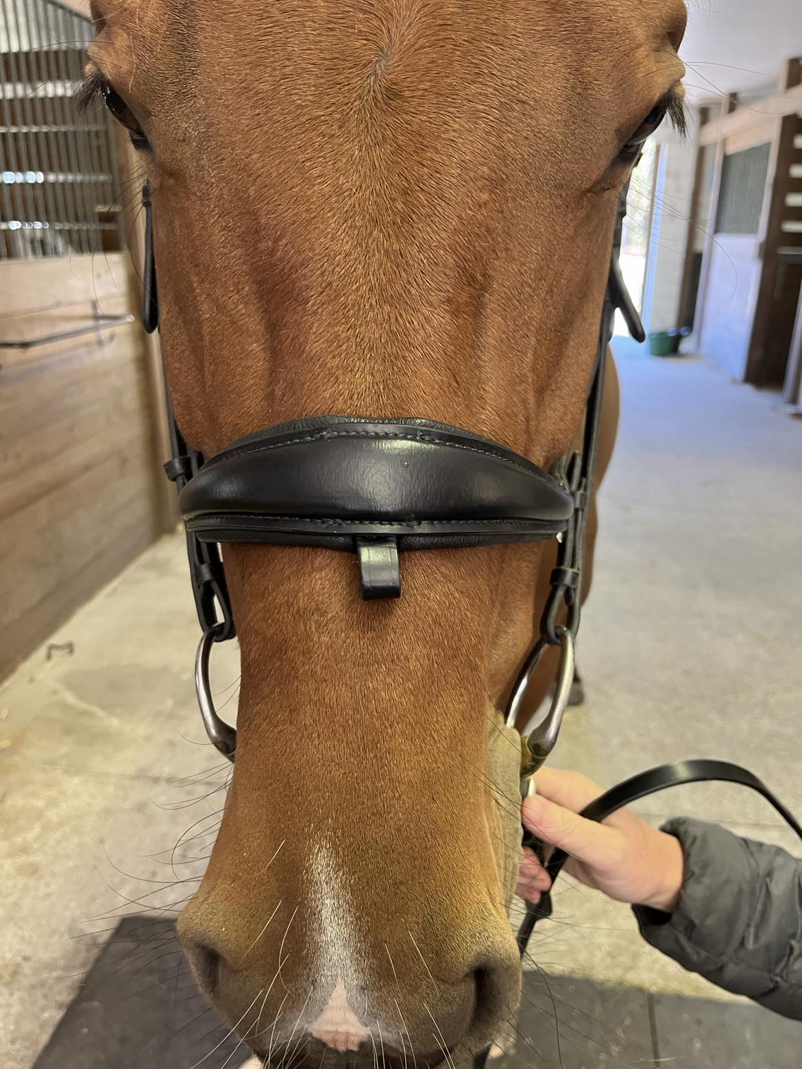 Hidden Flash! Pro - Fit Comfortable Bridle in Havana Brown or Black with Flash Noseband and Clincher Browband - CorrectConnect - Equiluxe Tack