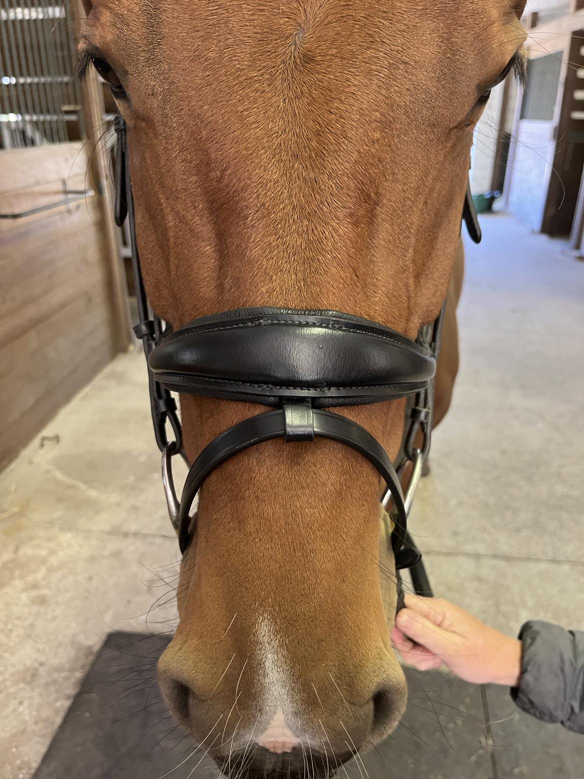 Hidden Flash! Pro - Fit Comfortable Bridle in Havana Brown or Black with Flash Noseband and Clincher Browband - CorrectConnect - Equiluxe Tack