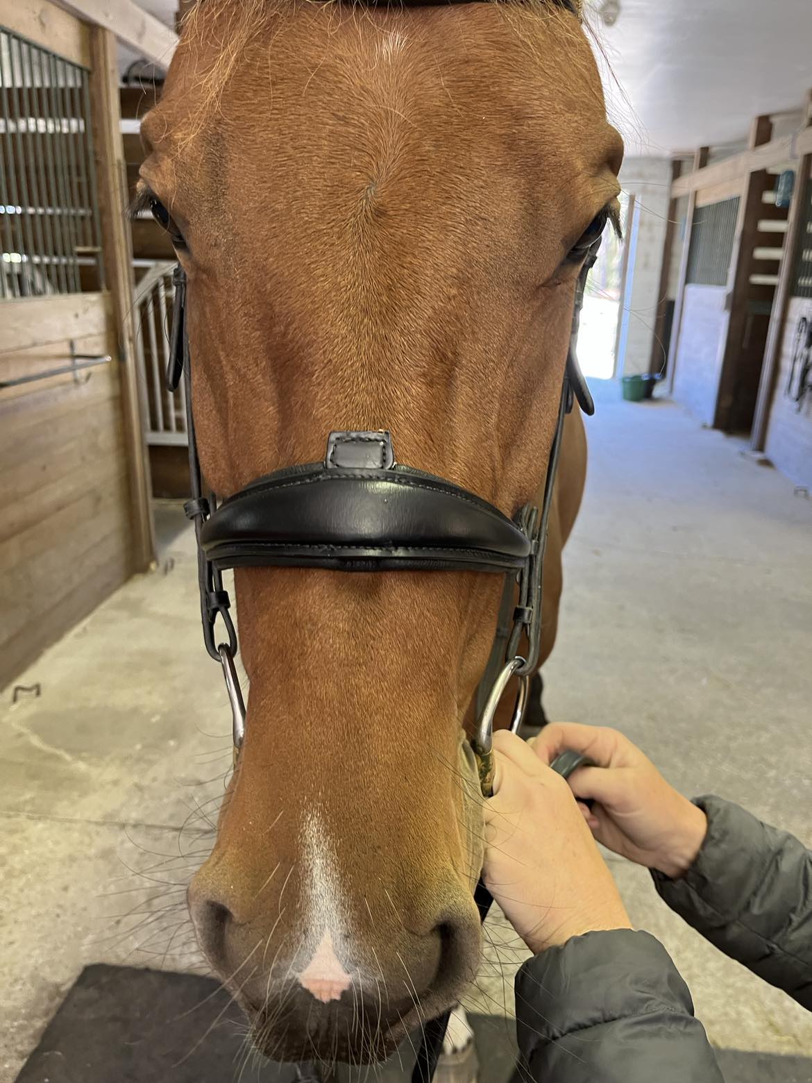 Hidden Flash! Pro - Fit Comfortable Bridle in Havana Brown or Black with Flash Noseband and Clincher Browband - CorrectConnect - Equiluxe Tack