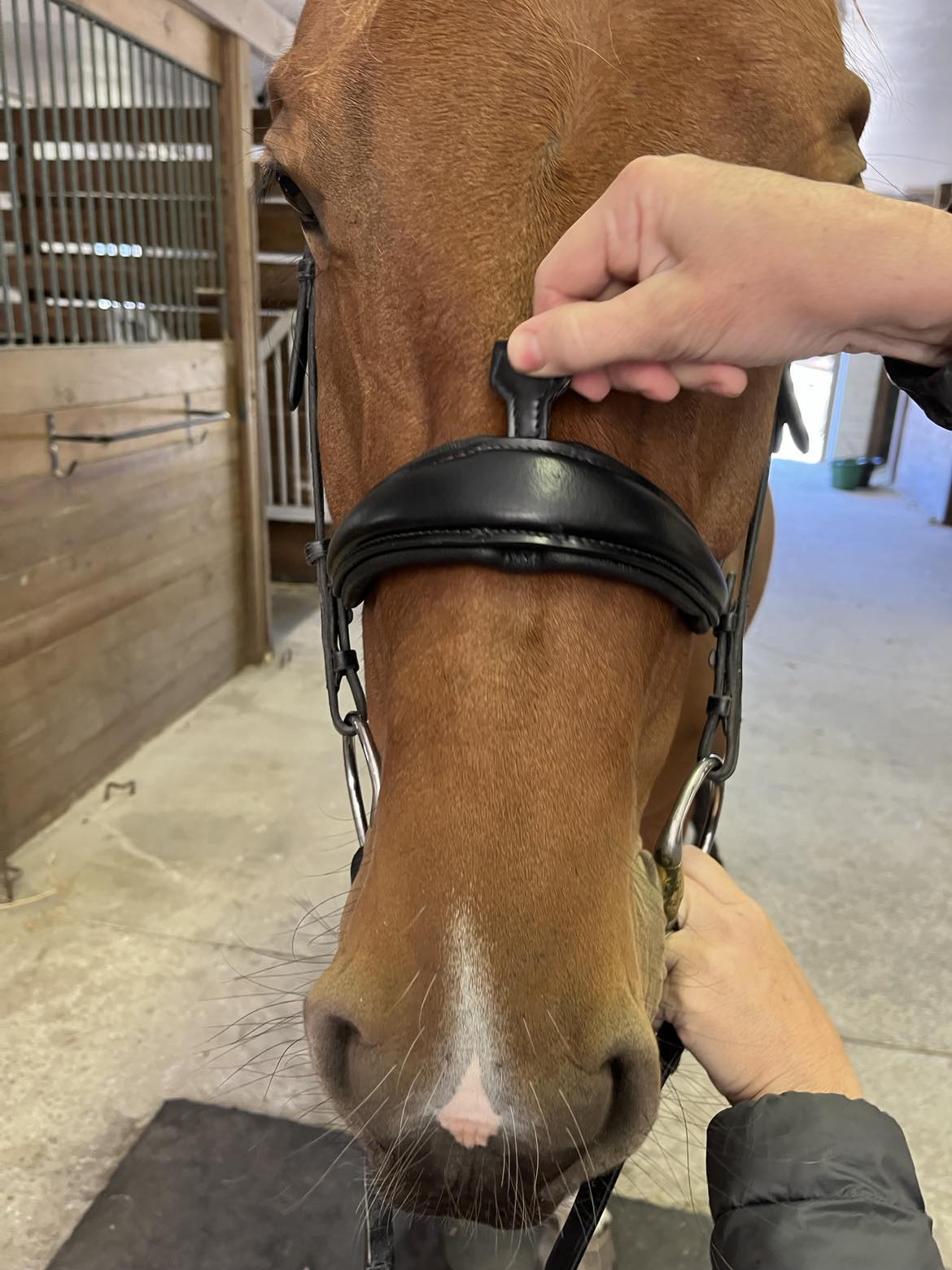 Hidden Flash! Pro - fit Comfortable Bridle with Patent Noseband and Crystal Browband - CorrectConnect - Equiluxe Tack