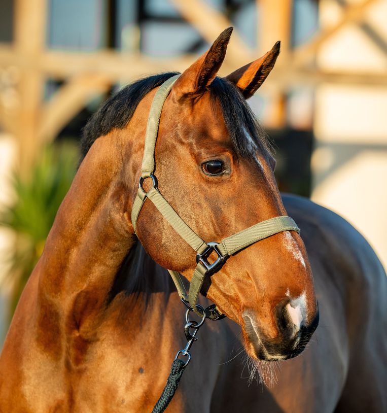 Horseware Amigo® Halter & Leadrope Set - Horseware Ireland - Equiluxe Tack