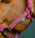 Horseware Amigo® Halter & Leadrope Set - Horseware Ireland - Equiluxe Tack