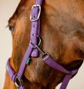 Horseware Amigo® Halter & Leadrope Set - Horseware Ireland - Equiluxe Tack