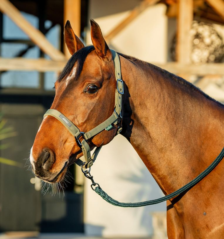 Horseware Amigo® Halter & Leadrope Set - Horseware Ireland - Equiluxe Tack