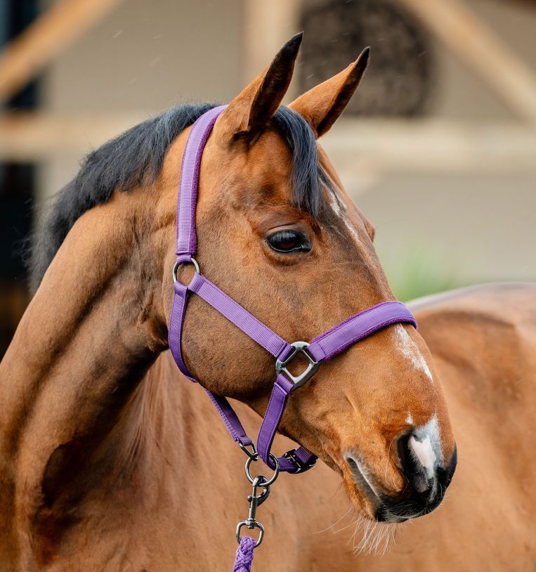 Horseware Amigo® Halter & Leadrope Set - Horseware Ireland - Equiluxe Tack