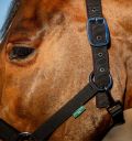 Horseware Amigo® Halter & Leadrope Set - Horseware Ireland - Equiluxe Tack