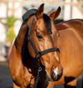 Horseware Amigo® Halter & Leadrope Set - Horseware Ireland - Equiluxe Tack