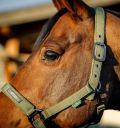 Horseware Amigo® Halter & Leadrope Set - Horseware Ireland - Equiluxe Tack