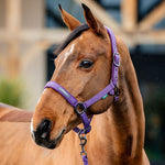 Horseware Amigo® Halter & Leadrope Set - Horseware Ireland - Equiluxe Tack