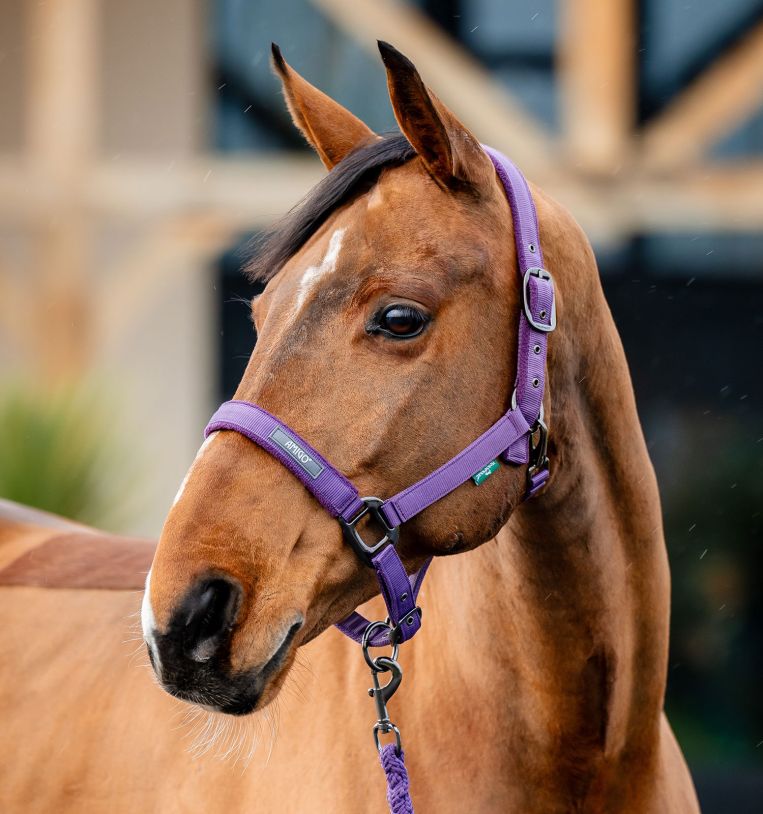 Horseware Amigo® Halter & Leadrope Set - Horseware Ireland - Equiluxe Tack