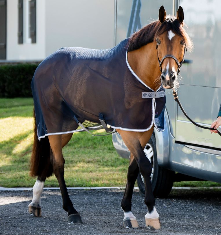 Horseware® Amigo® Net Cooler (No Fill) - Horseware Ireland - Equiluxe Tack