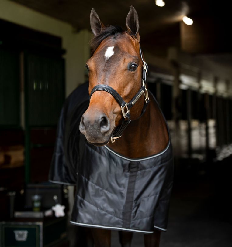 Horseware Amigo® Quarter Horse Stable 200g - Horseware Ireland - Equiluxe Tack