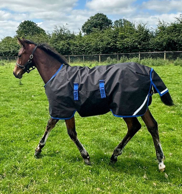 Horseware Amigo® Ripstop 900D Foal Turnout 200g - Horseware Ireland - Equiluxe Tack