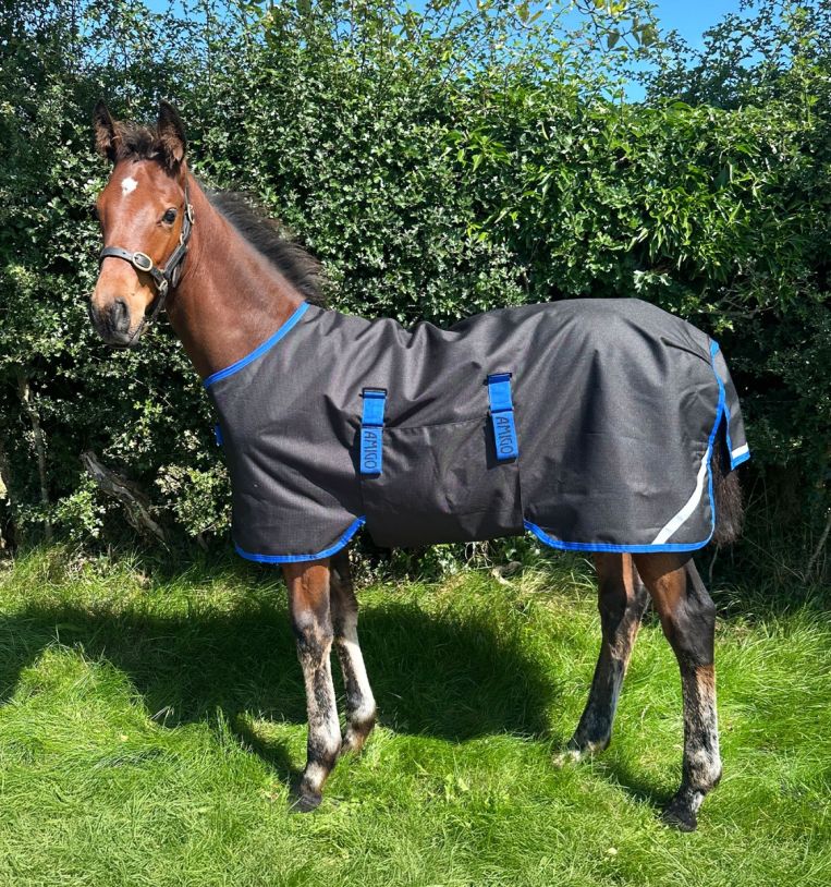 Horseware Amigo® Ripstop 900D Foal Turnout 200g - Horseware Ireland - Equiluxe Tack