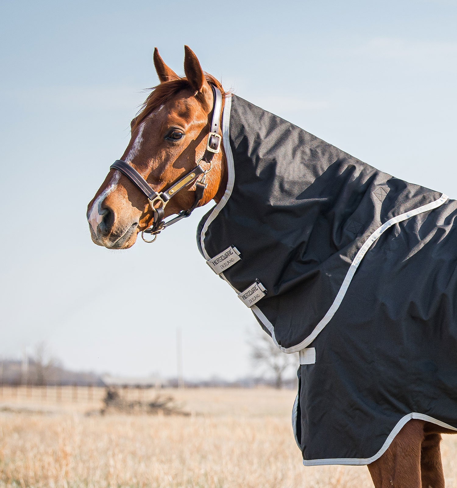 Horseware Amigo® Stock Horse Hood (0g Light) - Horseware Ireland - Equiluxe Tack