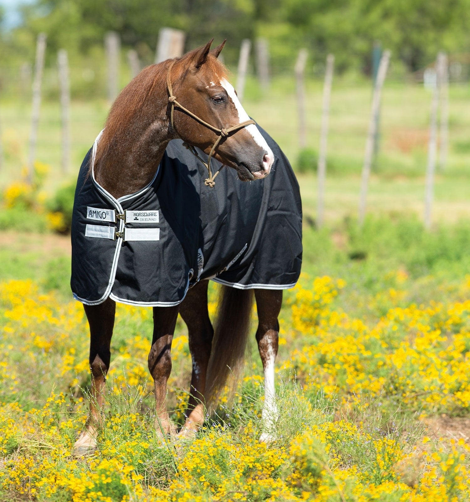 Horseware Amigo® Stock Horse Plus Turnout (0g Light) - Horseware Ireland - Equiluxe Tack