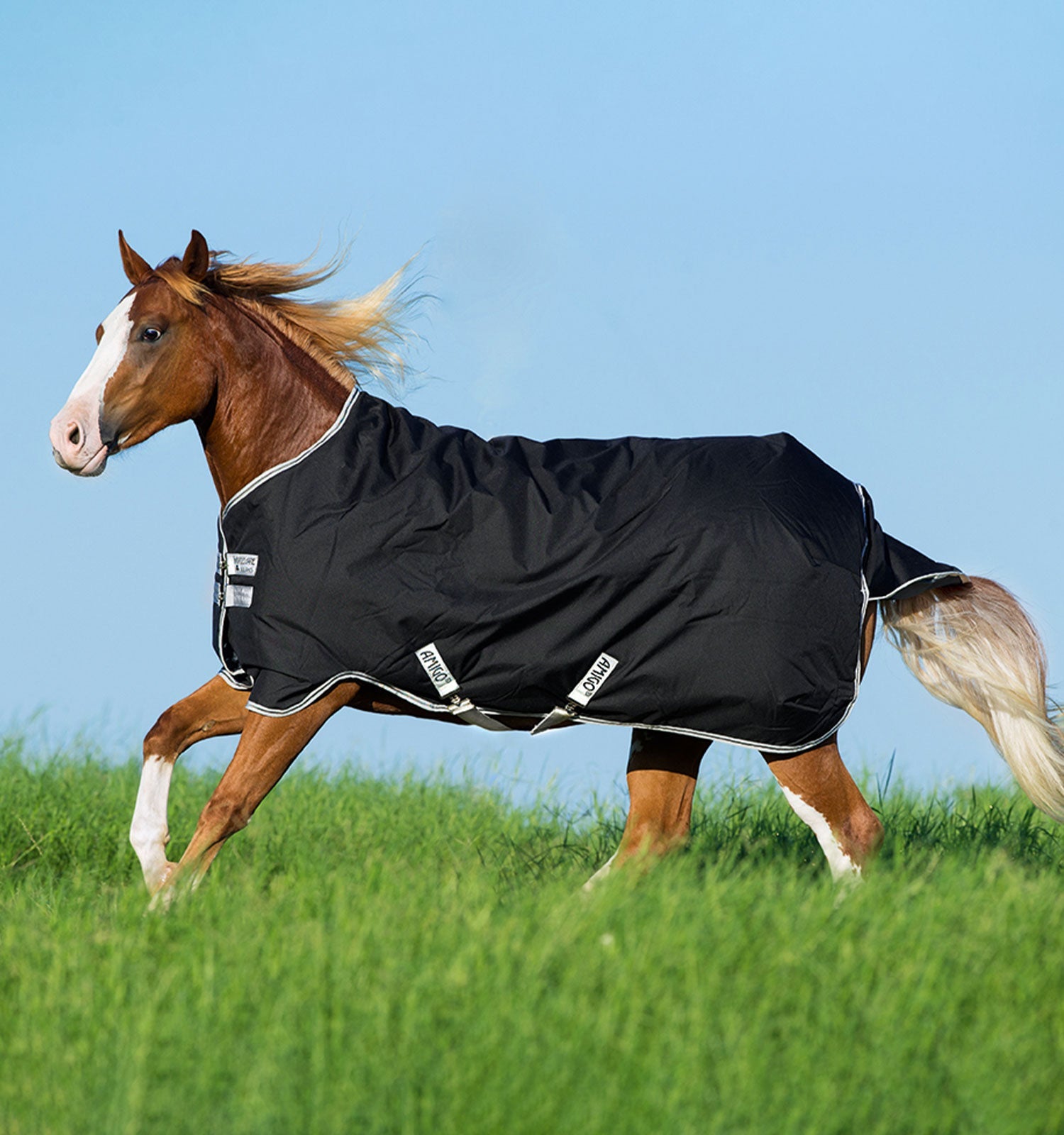 Horseware Amigo® Stock Horse Plus Turnout (200g Medium) - Horseware Ireland - Equiluxe Tack